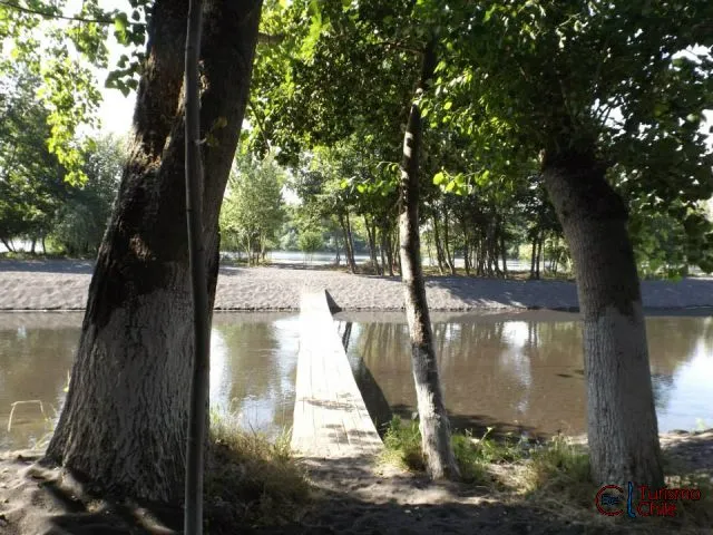 Árbol centenario en el Camping Santa Rosa, Saltos del Laja