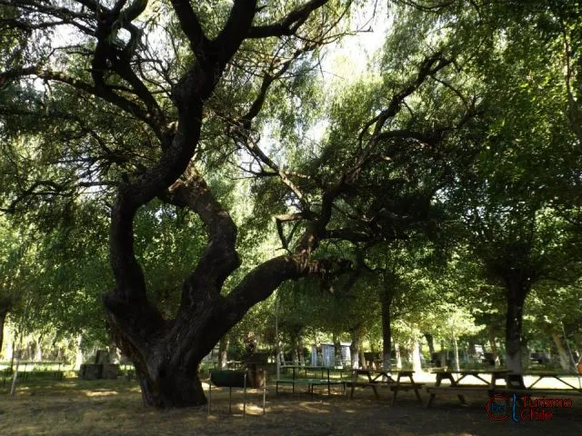 Pasarela de madera junto al río Laja, Camping Santa Rosa